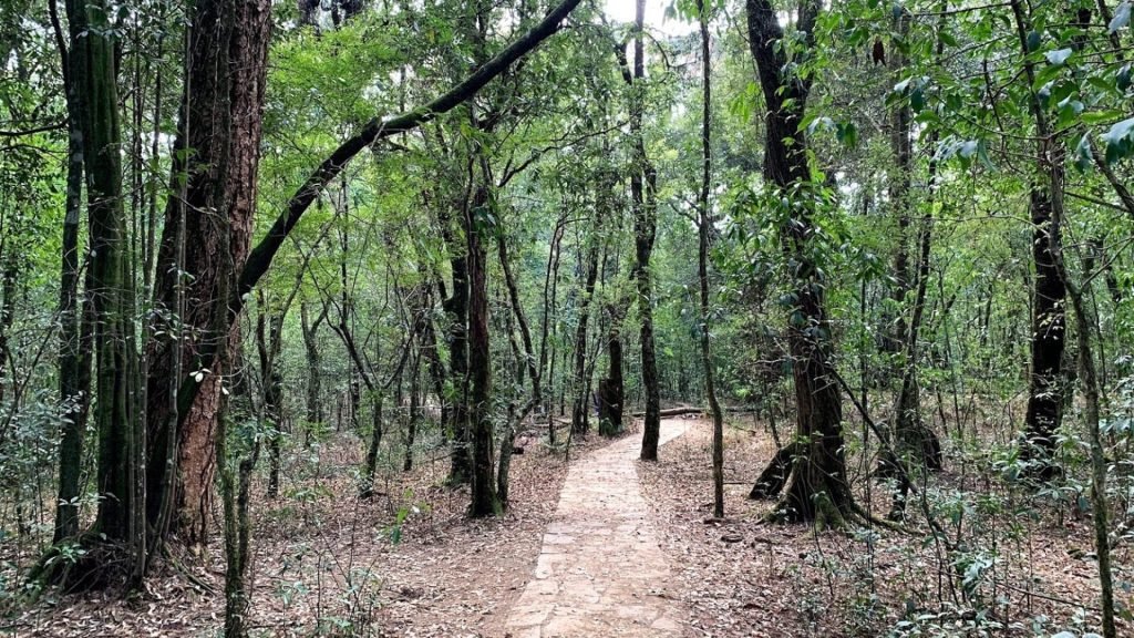 The Sacred Ecology of Sanatan: Why Ancient India Was the World’s First Environmentalist - Mawphlang Sacred Forest India