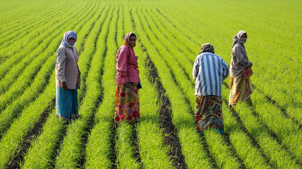 Shakti Was Not a Symbol. She Was a System. The Real Story of Women in Sanatan Tradition. - Women at work, Gujarat (cropped)